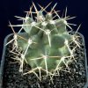 Echinocereus_kuenzleri